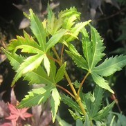 Acer palmatum 'Glowing Embers'