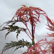 Acer dissectum (Laceleaf) 'Red Select'
