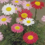 Tanacetum coccineum 'Robinsons Mix'