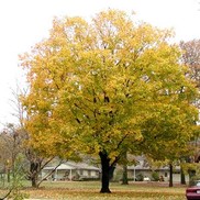 Acer saccharum 'Sugar Maple'