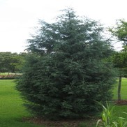 Cupressus arizonica 'Cook's Peak'