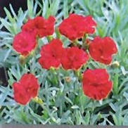 DIANTHUS 'FROSTY FIRE'