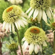 CONEFLOWER 'COCONUT LIME'