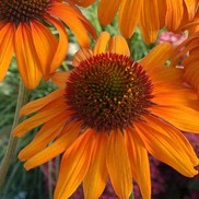 CONEFLOWER 'TIKI TORCH'