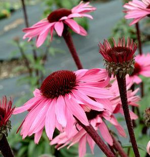 CONEFLOWER 'MERLOT'