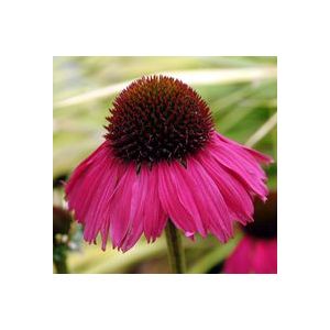 CONEFLOWER 'RASPBERRY TART'