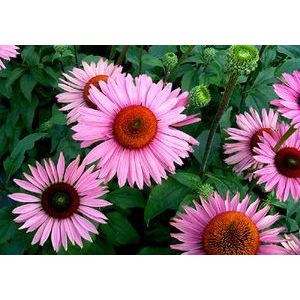 CONEFLOWER 'RUBY GIANT'