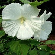 HARDY HIBISCUS 'BLUE RIVER II