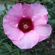 HARDY HIBISCUS 'LADY BALTIMORE'