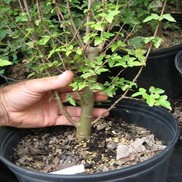 Acer buergerianum 'Trident Maple Tree'