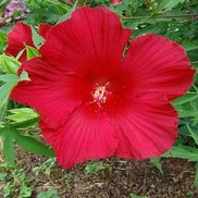 HARDY HIBISCUS 'LORD BALTIMORE'