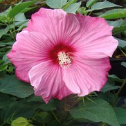 HARDY HIBISCUS 'SWEET CAROLINE'