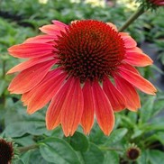 Echinacea Big Sky'™ Series 'Sundown'