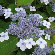 Hydrangea serrata 'Bluebird'