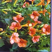 Campsis radicans 'Madame Galen'