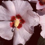 ALTHEA 'BLUSH SATIN'