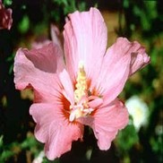 ALTHEA 'ROSE SATIN'