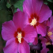 ALTHEA 'VIOLET SATIN'