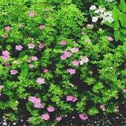 Potentilla fruticosa 'Pink Beauty'
