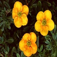 Potentilla fruticosa 'Mango Tango'
