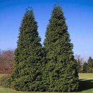 Thuja plicata 'Grovpli'