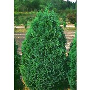 ARBORVITAE 'HOLMSTRUP'