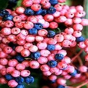 VIBURNUM 'BRANDYWINE'