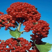 Viburnum dilatatum 'Henneke'