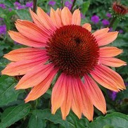 Echinacea 'Big Sky'™ Series 'Summer Sky'