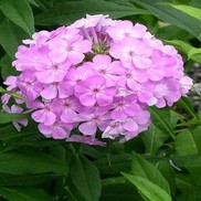 Phlox paniculata 'David's Lavender'