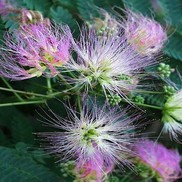 MIMOSA 'OMBRELLA' (SILK TREE)