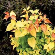 Leycesteria formosa 'Notbruce'