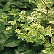 Abelia grandiflora 'minipan'