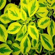 Cornus alternifolia 'W. Stockman'