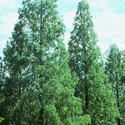 Metasequoia glyptostroboides