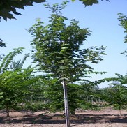Acer rubrum 'Red Super Sonic'