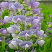 FALSE INDIGO 'STARLITE PRAIRIEBLUES'
