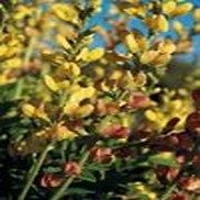 FALSE INDIGO 'SOLAR FLARE PRAIRIEBLUES'