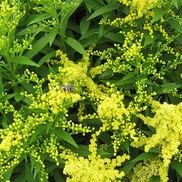 Solidago rugosa 'Fireworks'