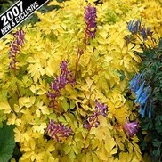 Corydalis  'Berry Exciting'