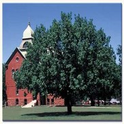 Quercus macrocarpa 'Bur Oak'