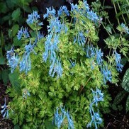 Corydalis flexuosa 'Golden Panda'