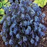 Corydalis flexuosa 'Purple Leaf'