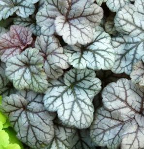 Heuchera hybrid 'Cinnabar Silver'