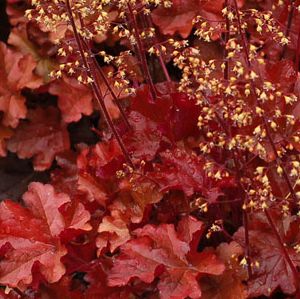 Heuchera hybrid 'Mahogany'