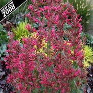 Agastache  'Raspberry Summer'
