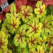 Heucherella  'Alabama Sunrise'