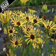 Rudbeckia subtomentosa 'Henry Eilers'