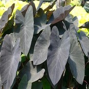 Colcasia esculenta 'Black Magic'