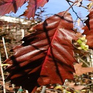Quercus muehlenbergii 'Chinkapin Oak'